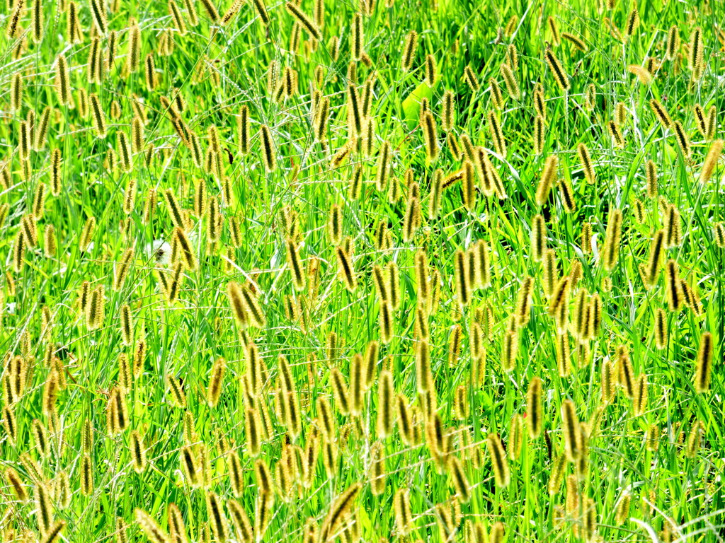 荒川土手のキンエノコロ