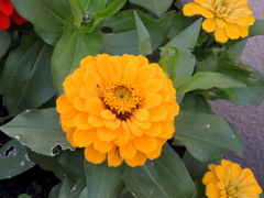 もうすぐ夏至黄色八重咲き百日草