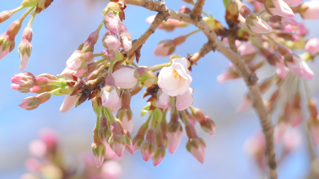 ソメイヨシノ・神代曙だと思います。早咲きだし