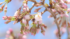 ソメイヨシノ・神代曙だと思います。早咲きだし