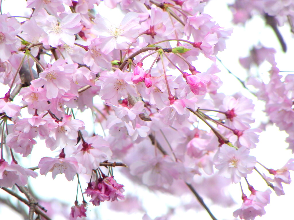 旧水戸街道の土手道とぶつかるマンションの江戸彼岸紅枝垂桜