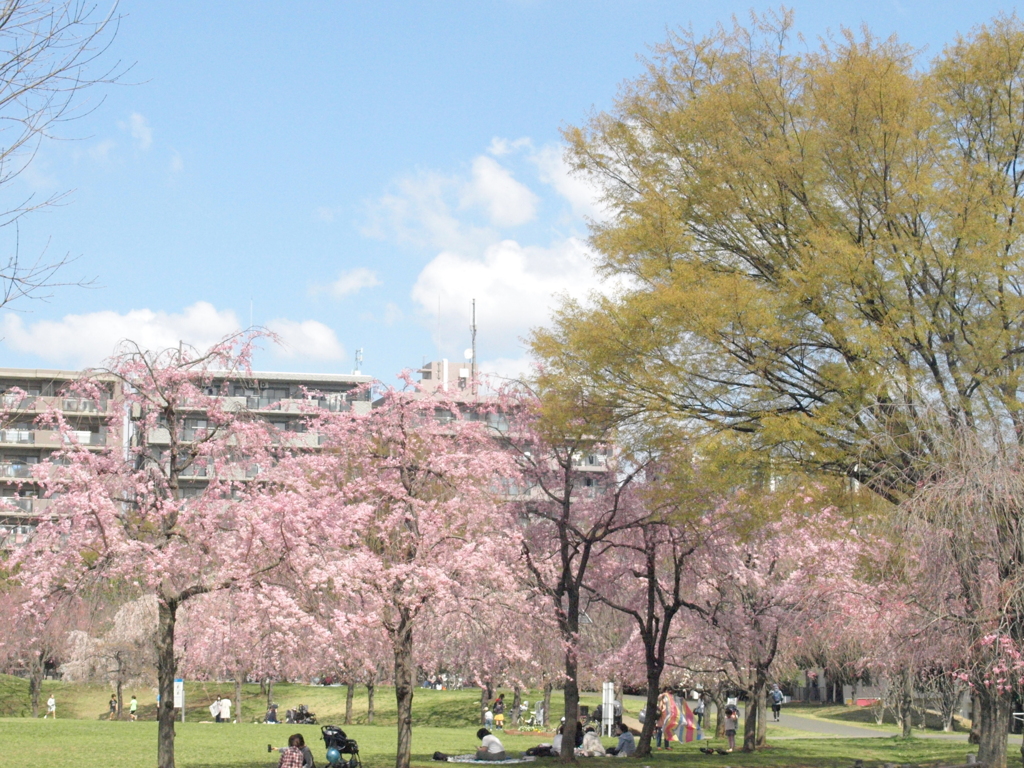 尾久の原公園のローカルなお花見客の風景