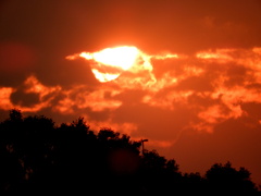 荒川河原の榎の上の夕日