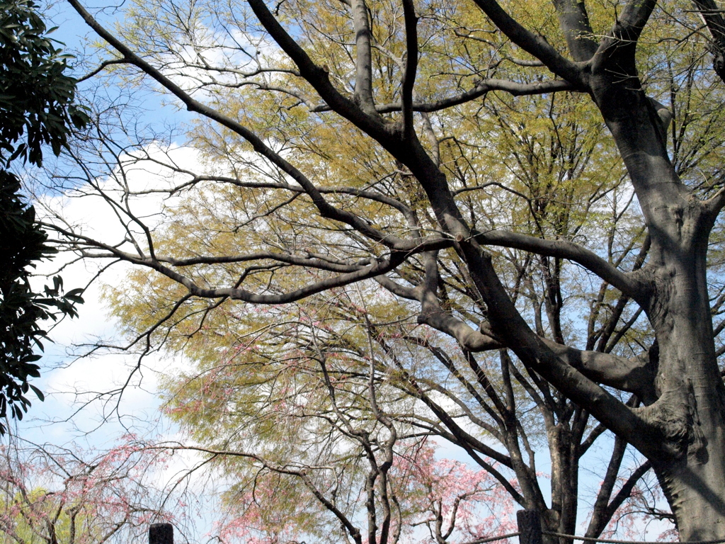 オリーブ色のケヤキの芽出し