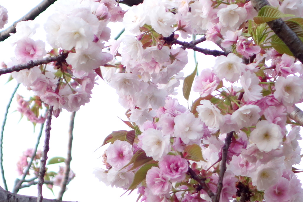 荒川堤五色桜の八重咲大島