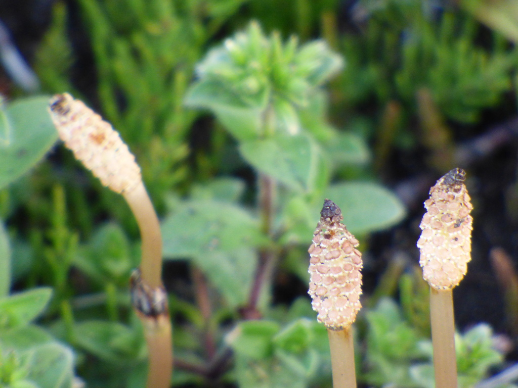 都会の路傍のつくし