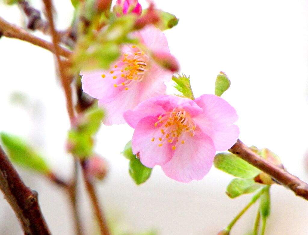 千住の踏切通りの河津桜