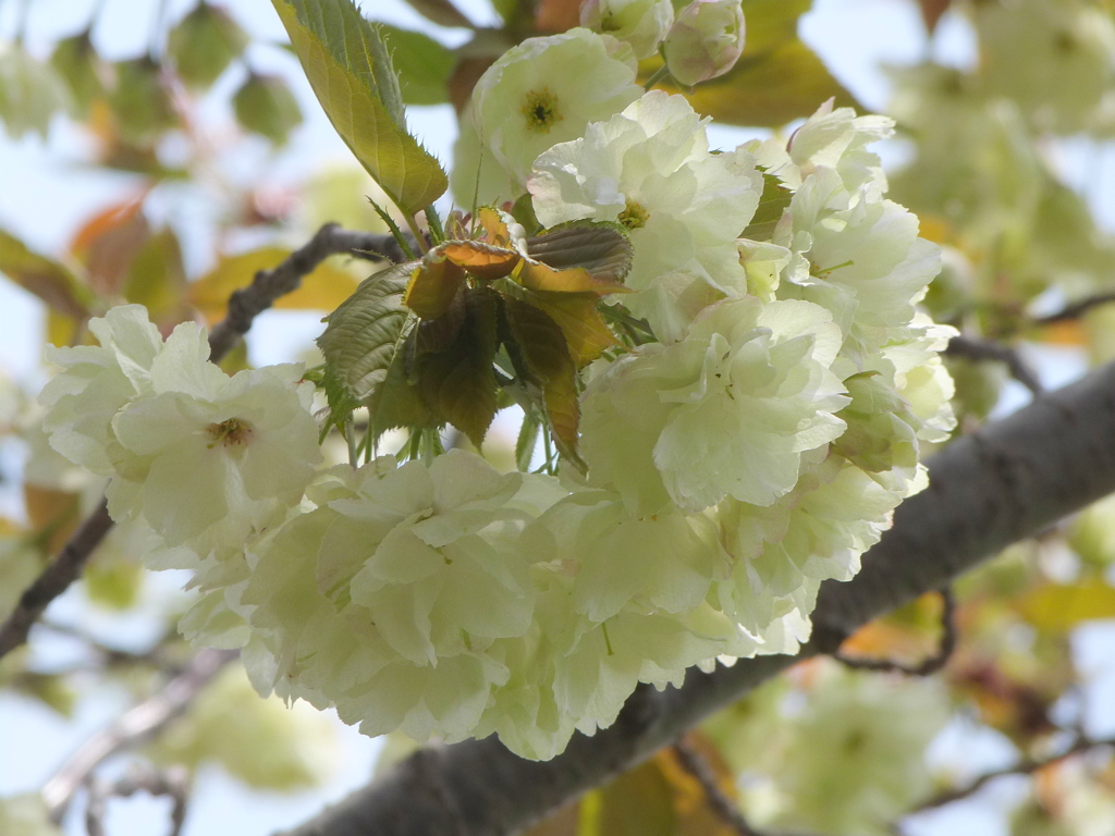 荒川堤のウコン桜