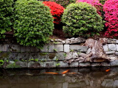 根津神社の石垣の池の錦鯉
