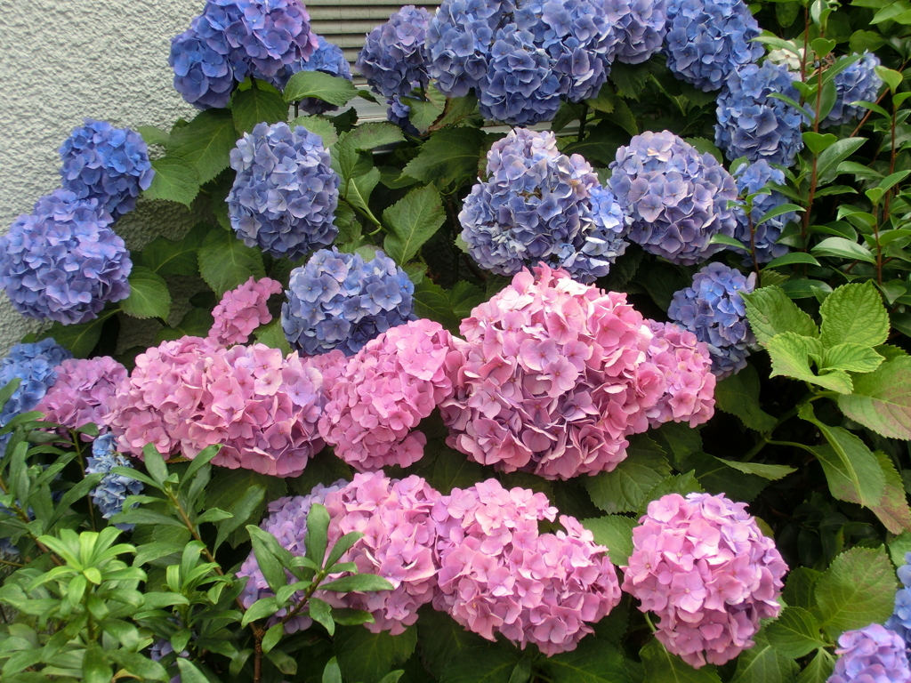 紫陽花の色々