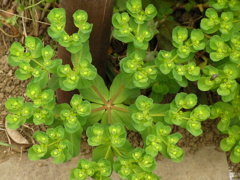 高級な植物が道端にユーフォルビア・マティーニ