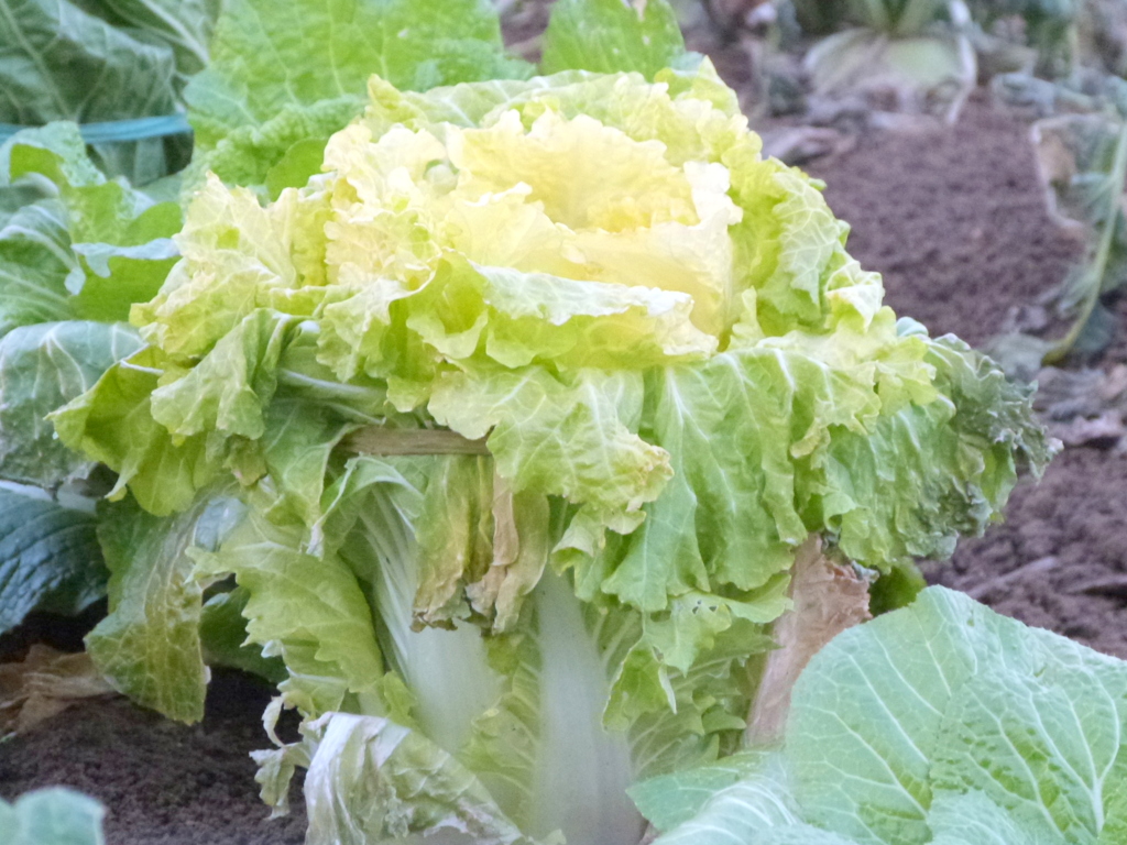 山東菜、絵にはなりませんがご参考まで