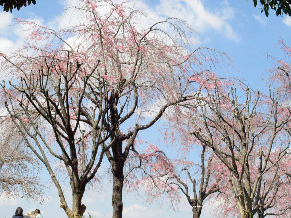 尾久の原公園の紅枝垂桜の風景