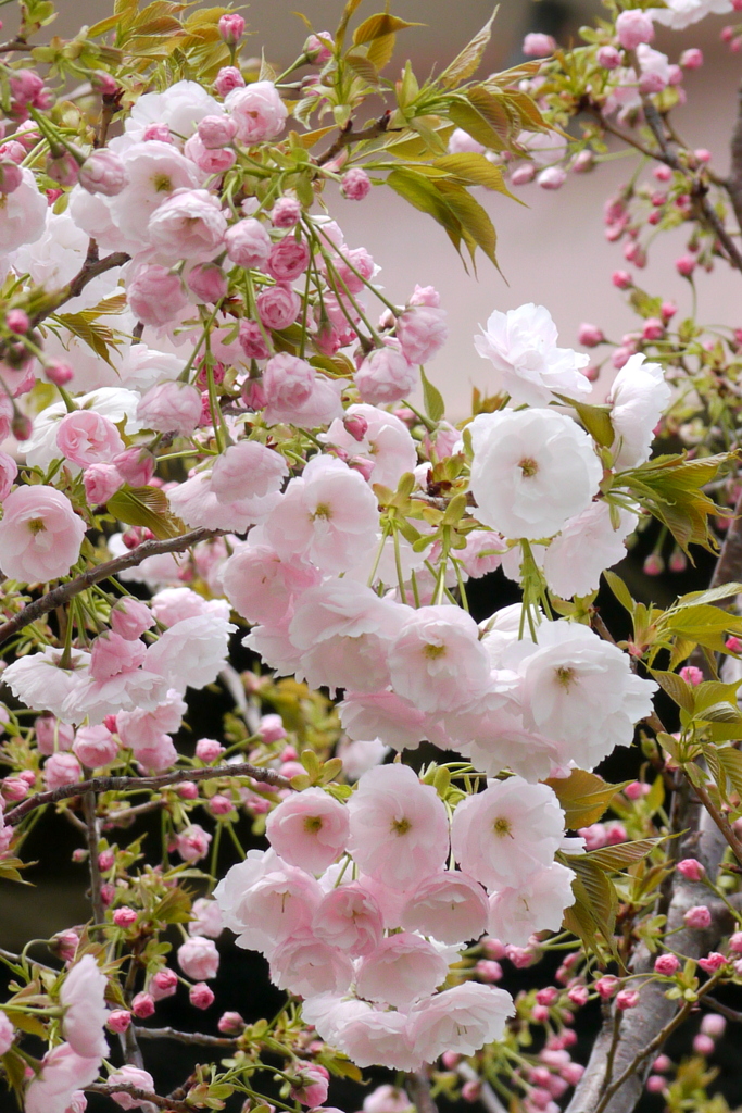 荒川土手高速下の一葉桜