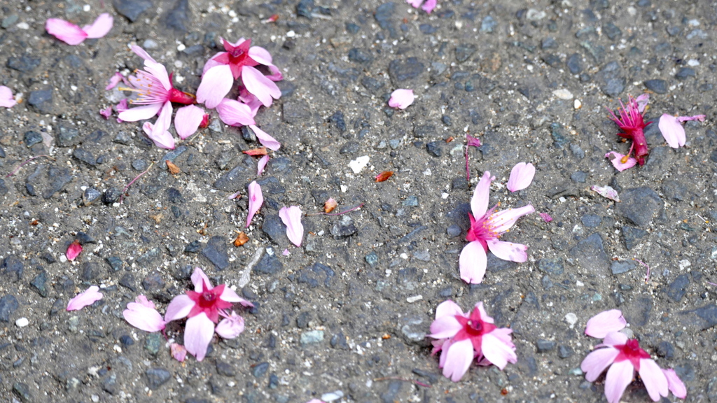 まめざくらのこぼれはな