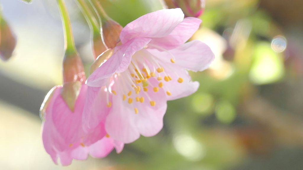 咲きました河津桜