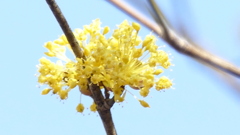 足立区柳原千草園のさんしゅゆの蕊