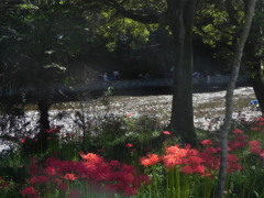 日高の巾着田の川の流れと彼岸花