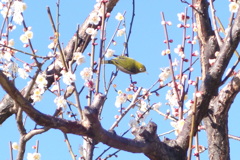 汐入公園の白梅にメジロ