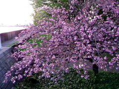 アフターサンセットの夕暮れの関山桜