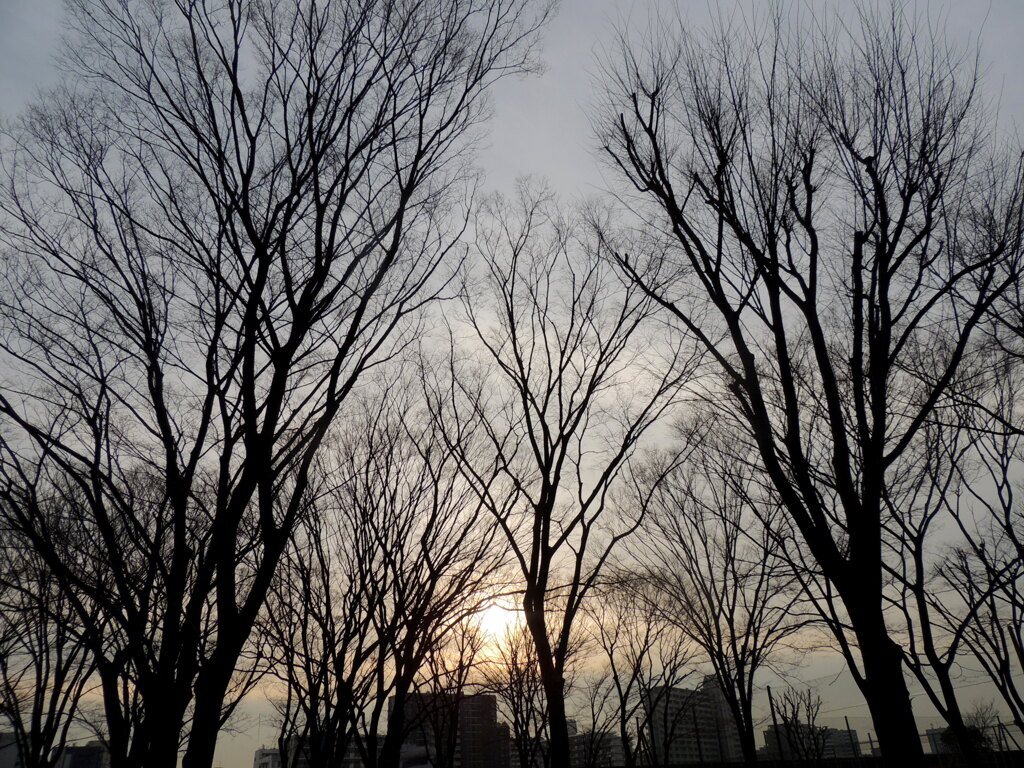 ’２３新春の千住桜木二丁目公園のケヤキの森の夕日