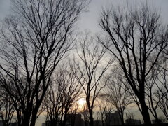 ’２３新春の千住桜木二丁目公園のケヤキの森の夕日