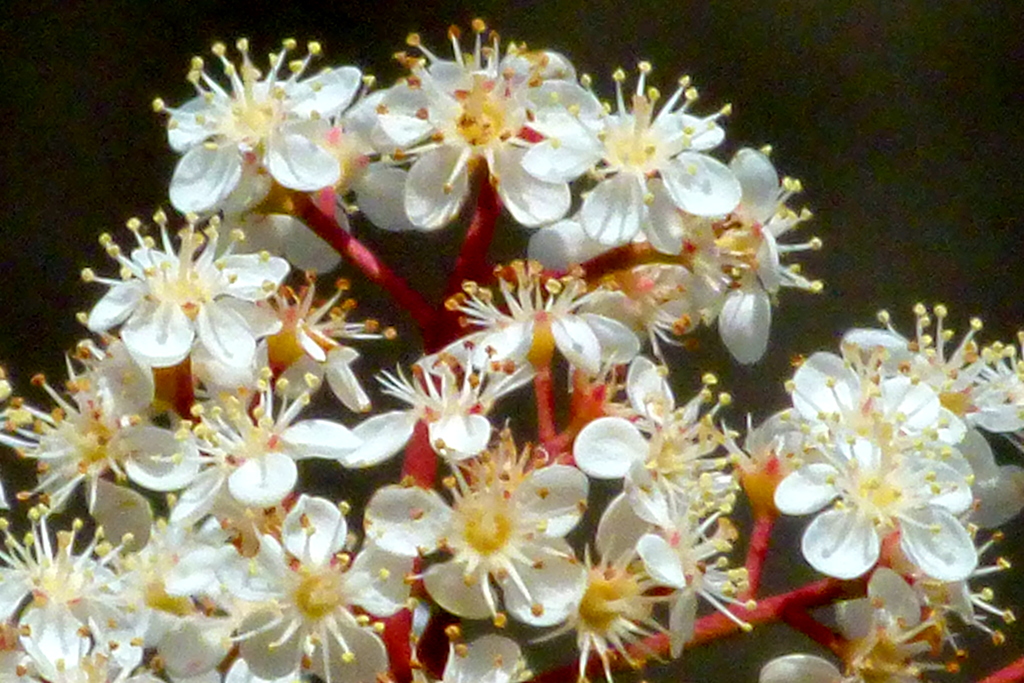 紅カナメモチの花