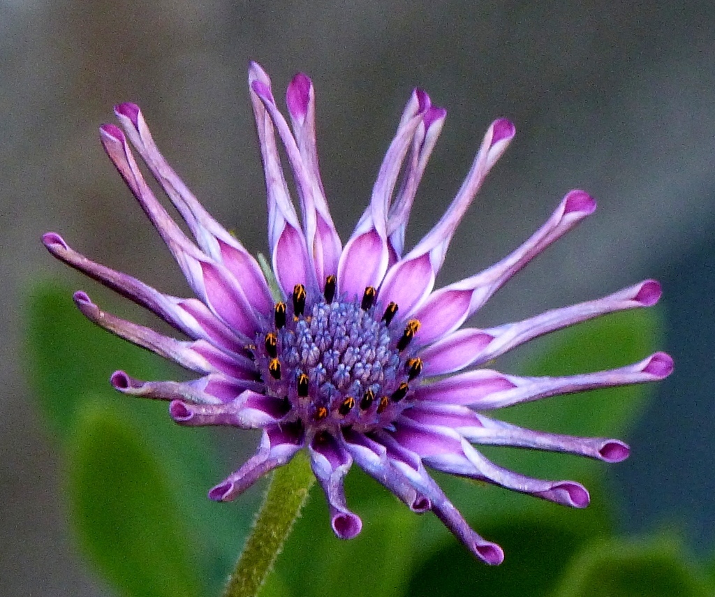 オステオスペルマム変わり咲き