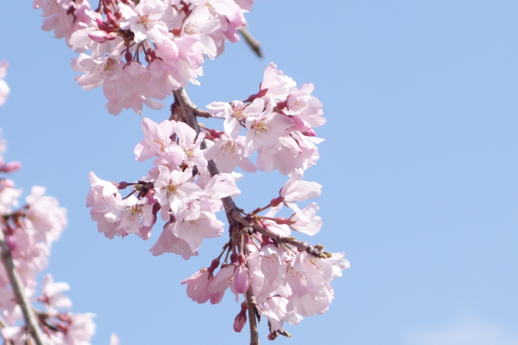 紅枝垂桜の花びら