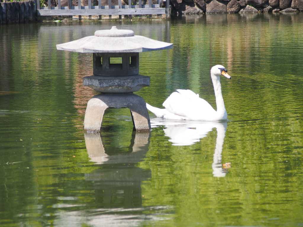 荒川自然公園の池灯籠と白鳥