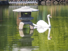 荒川自然公園の池灯籠と白鳥