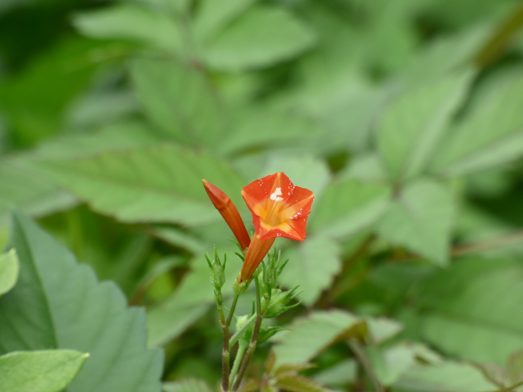 野原に帰化、マルバルコウソウ