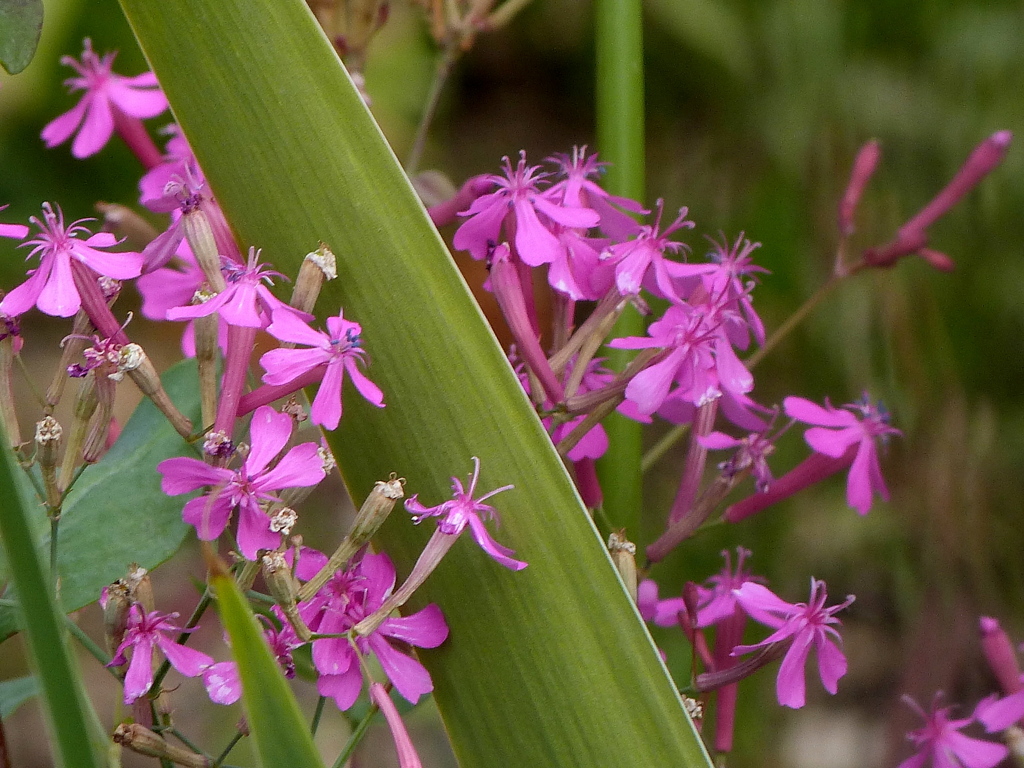 冬のムシトリナデシコ