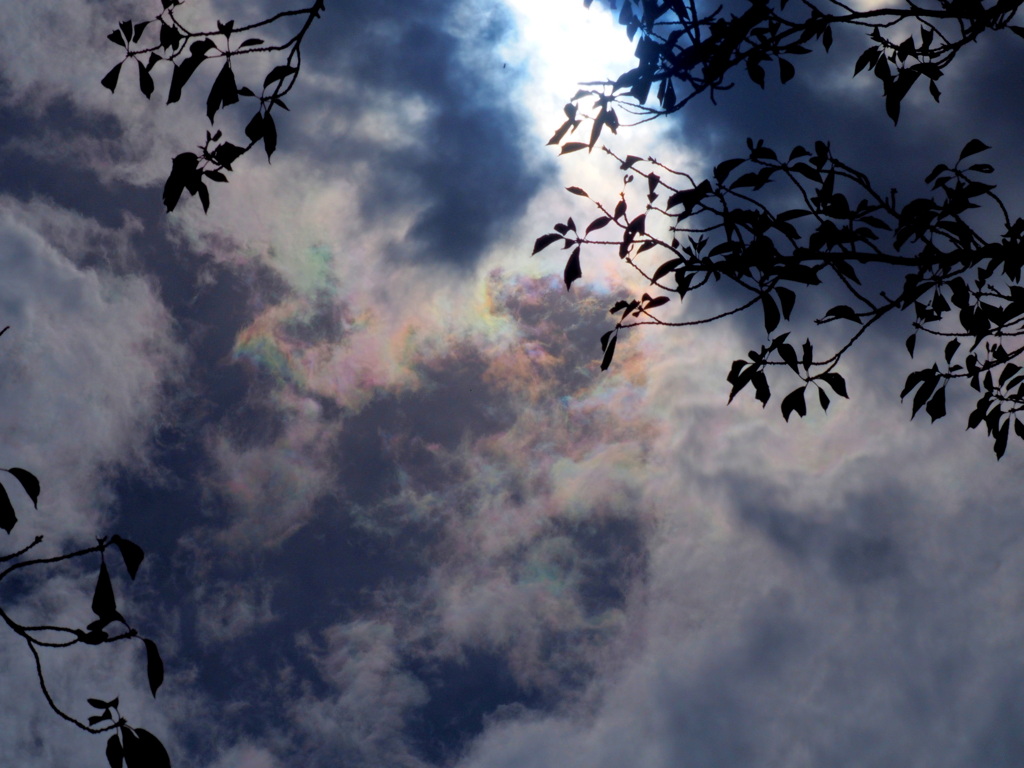 ソメイヨシノの木の下彩雲