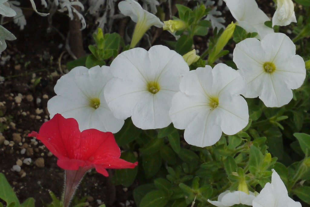 公園の花壇の紅白ペチュニア
