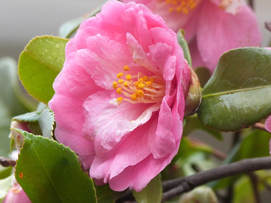 桃色の八重椿・菱唐糸かな