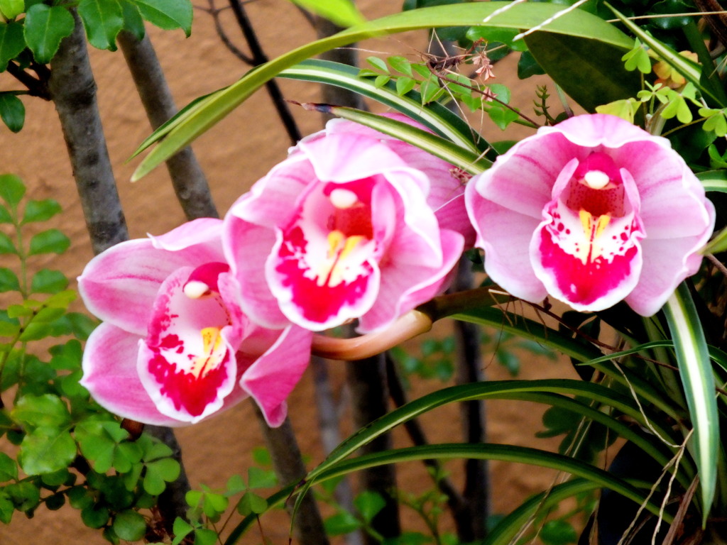 民家の揃ったシンビジウム