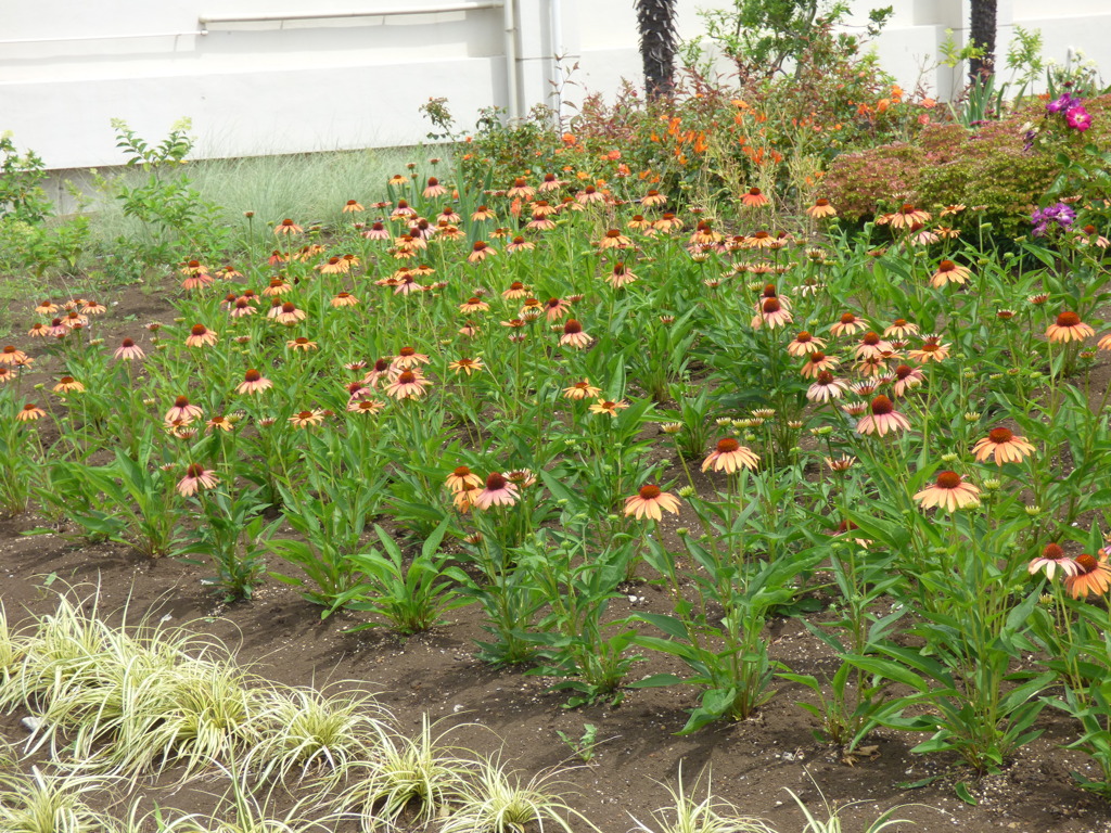 隅田川沿いの公園の花壇のエキナセア