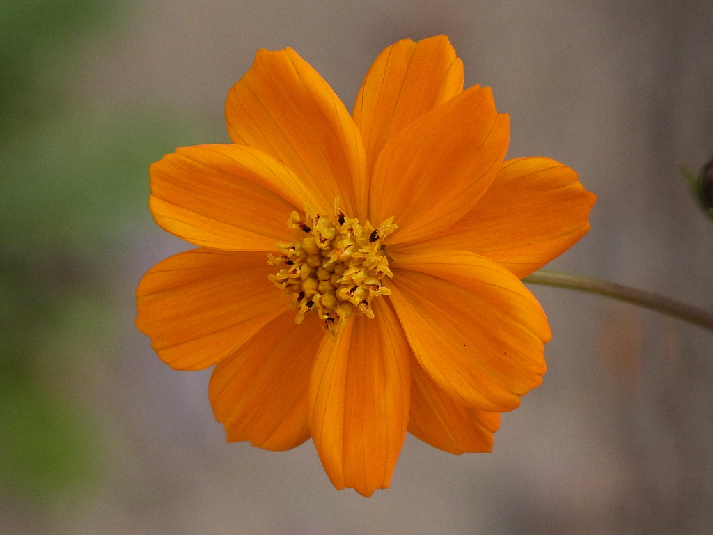 冬のキバナコスモス