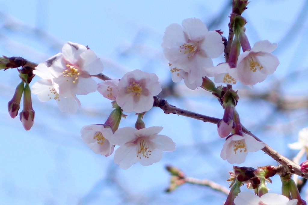 丁子桜