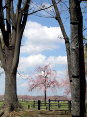 尾久の原公園の欅の間の風景