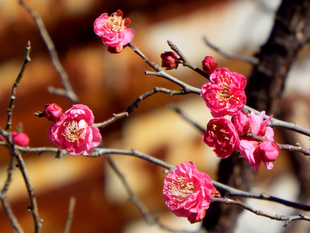 千住桜木の紅梅