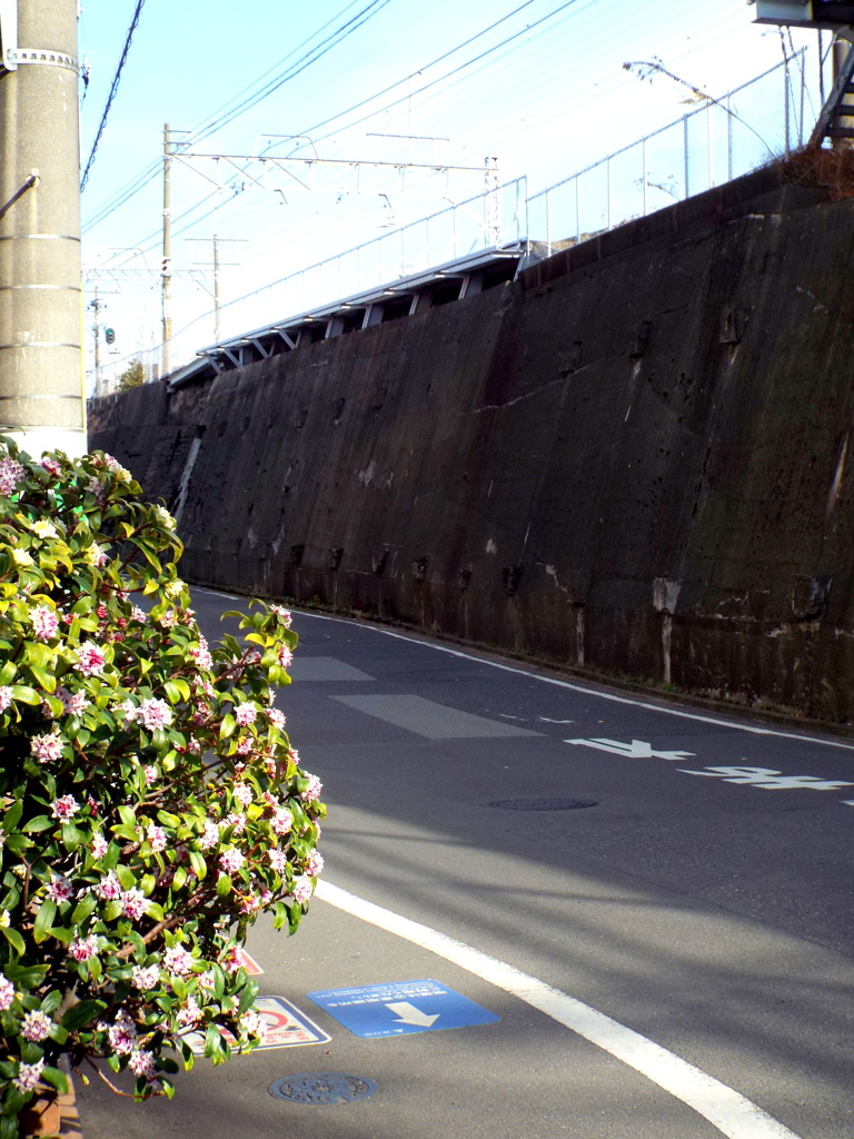 千住柳原の京成本線の石垣した沈丁花