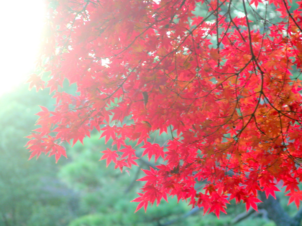 六義園の逆光の松の緑とイロハ紅葉のコントラスト