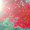 六義園の逆光の松の緑とイロハ紅葉のコントラスト
