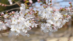 荒川土手下の八幡神社の境内に咲いていた染井吉野