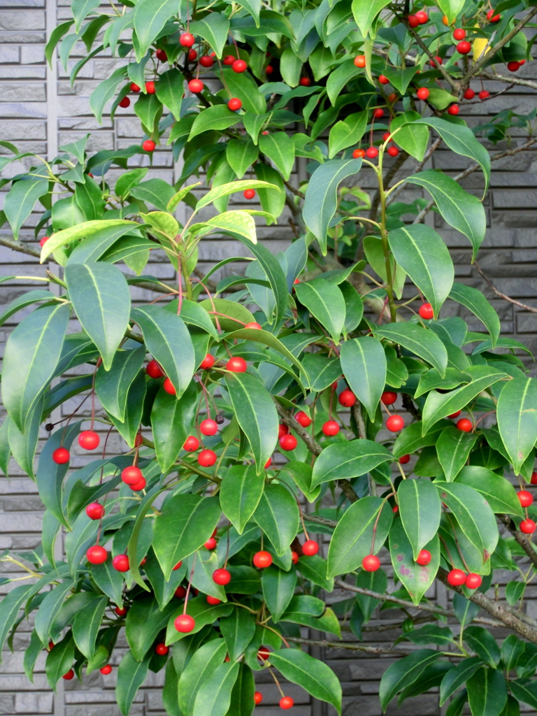 モダンなサイデイングに似あうソヨゴ