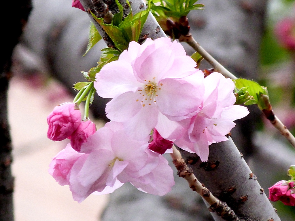 荒川区の小学校の八重の紅豊