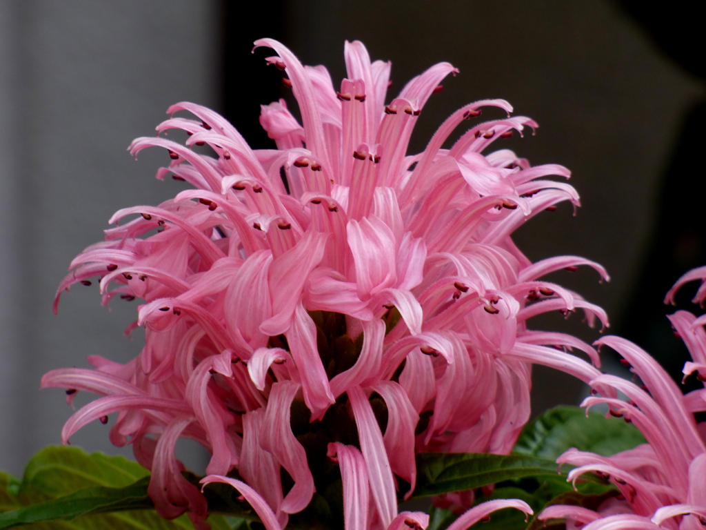 松明花（ベルガモット）