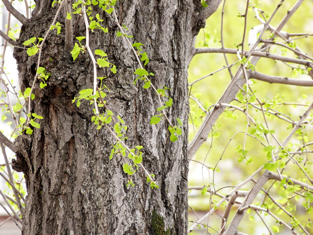 南千住汐入銀杏の並木
